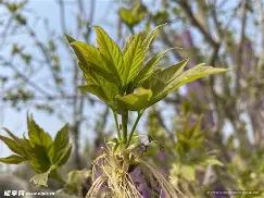 >n魨殰l?郟`^RJy蔌m撿nv梣佛侴(fv215b183为什么弄不到了)-开云娱乐